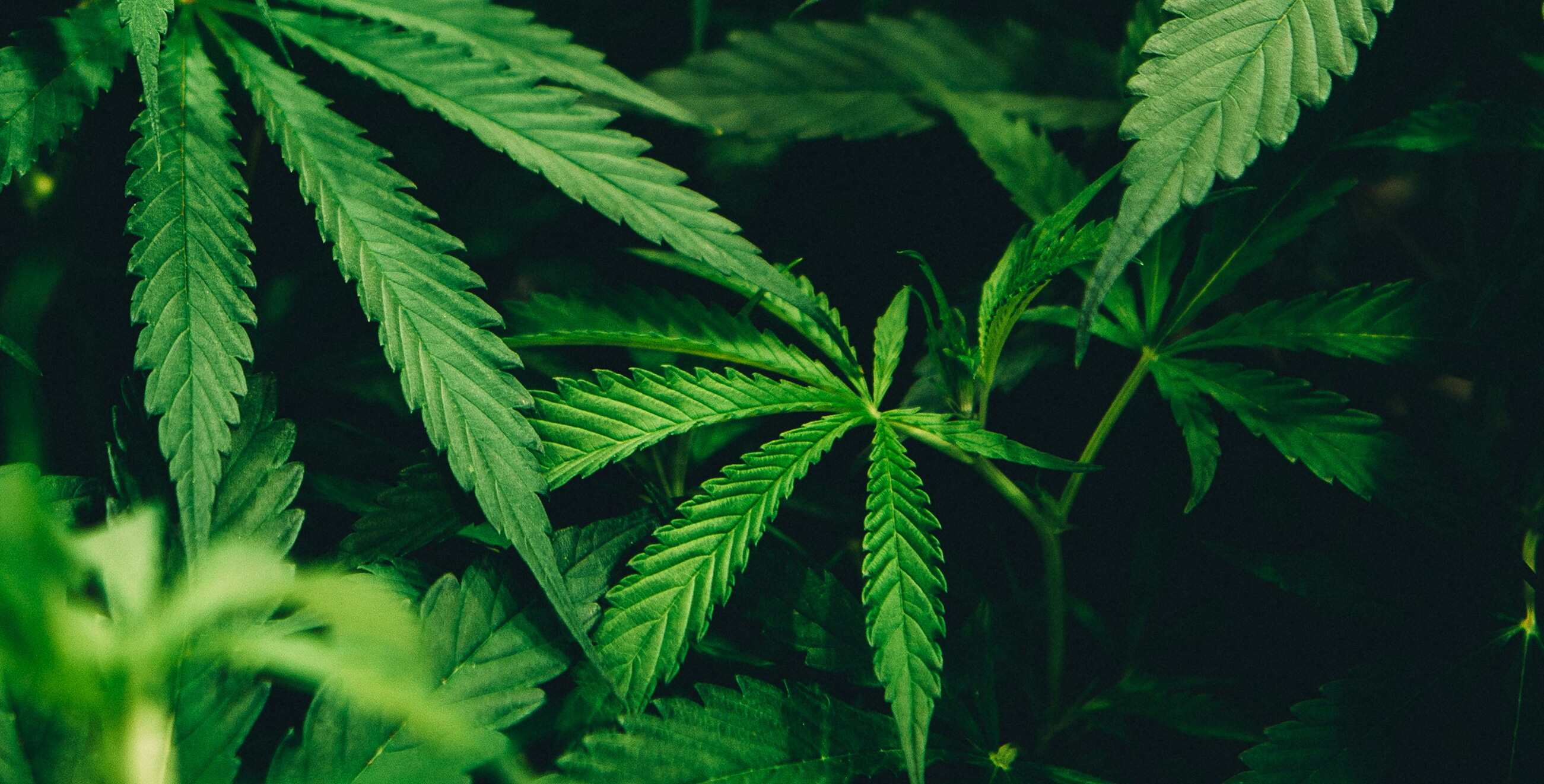 Cannabis-Legalisierung 