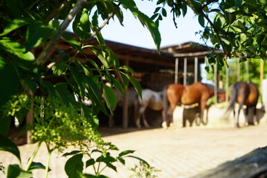Reitfreizeit für Mädchen (Teenager)